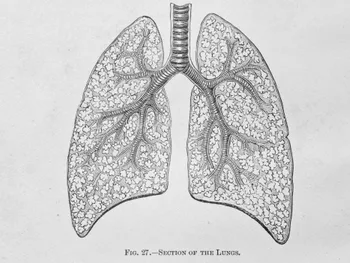 Rysunek anatomiczny płuc z widocznymi oskrzelami i pęcherzykami płucnymi, podpis: 