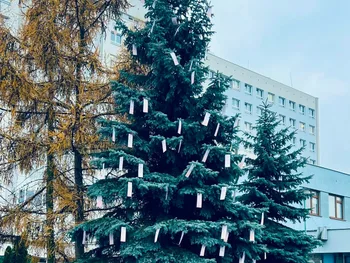 Świerk z zawieszonymi białymi kartkami, w tle budynek i inne drzewa.