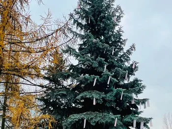 Duża choinka z zawieszonymi kartkami na gałęziach, w tle niebo i inne drzewa.